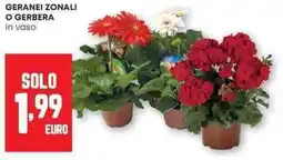 Panorama Geranei zonali o gerbera offerta