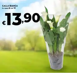 Bennet Calla bianca offerta