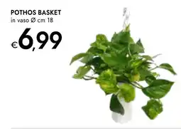 Bennet Pothos basket offerta