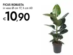 Bennet Ficus robusta offerta