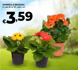 Bennet Gerbera o begonia offerta