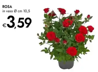 Bennet Rosa offerta