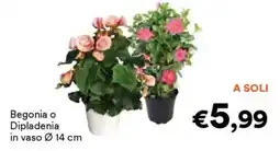 Unes Begonia o Dipladenia offerta