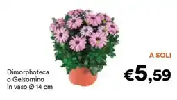 Unes Dimorphoteca o Gelsomino offerta