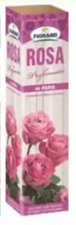 MD Discount Rose profumate offerta