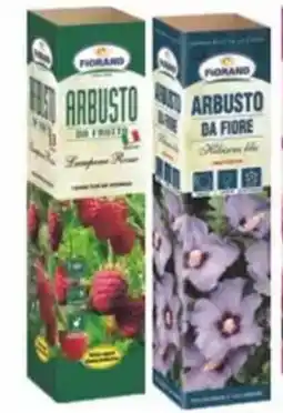 MD Discount Arbusti da fiore arbusti da frutto offerta