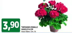 DPiù Geranio zonale vaso ø14 cm offerta