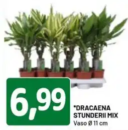 DPiù Dracaena stunderii mix offerta