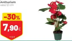 Coop Anthurium offerta