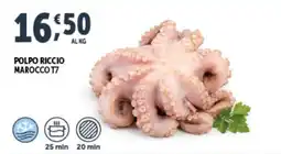Deco Superfreddo Polpo riccio marocco T7 offerta