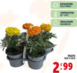 Deco Superstore Tagete box 4 vasi offerta