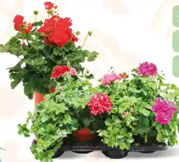 Deco Supermercati Geranio edera zonale offerta