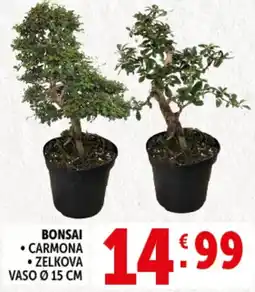 Deco Supermercati Bonsai carmona zelkova vaso ø 15 cm offerta