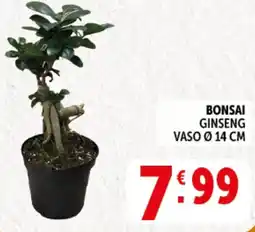 Deco Supermercati Bonsai ginseng vaso ø 14 cm offerta