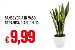 Galassia Sanseveria in vaso ceramica diam. cm. 14 offerta