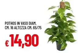 Galassia Pothos in vaso diam. cm. 16 altezza cm. 65/75 offerta
