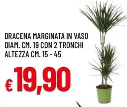Galassia Dracena marginata in vaso diam. cm. 19 con 2 tronchi altezza cm. 15-45 offerta