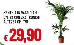 Galassia Kenthia in vaso diam. cm. 22 con 2/3 tronchi altezza cm. 170 offerta