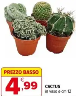 Iperal Cactus offerta