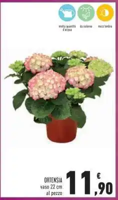 Conad Ortensia offerta