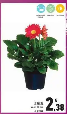 Conad GERBERA offerta