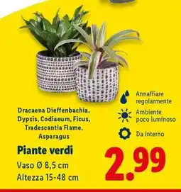 Lidl Piante verdi offerta