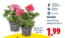 Lidl Geranio offerta