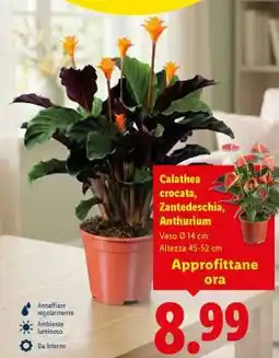 Lidl Calathea crocata, Zantedeschia, Anthurium offerta