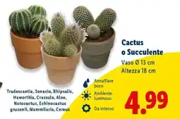 Lidl Cactus o succulente offerta