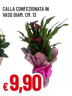 Famila Calla confezionata in vaso offerta