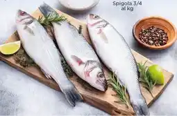 Altasfera Spigola 3/4 offerta