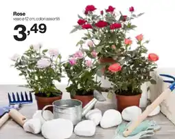 In'S Mercato Rose offerta
