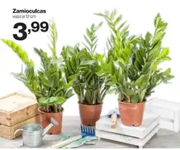 In'S Mercato Zamioculcas vaso 12 cm offerta