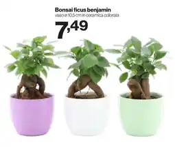 In'S Mercato Bonsai ficus benjamin offerta