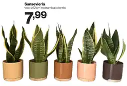 In'S Mercato Sansevieria offerta