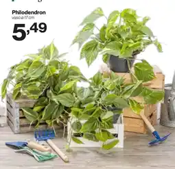 In'S Mercato Philodendron Ø vaso 17 cm offerta