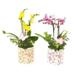 Ipercoop COMPOSIZIONE ORCHIDEA HEDERA offerta