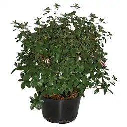 Ipercoop AZALEA INDICA offerta