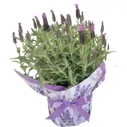 Coop LAVANDA offerta