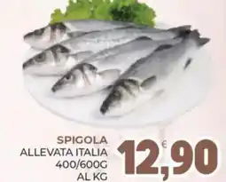 Eté Spigola allevata italia offerta