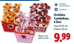 Lidl Orchidea Cymbidium, 6 fiori offerta