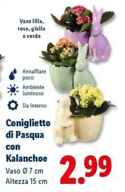 Lidl Coniglietto di Pasqua con Kalanchoe offerta