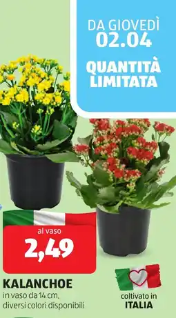 ALDI Kalanchoe offerta