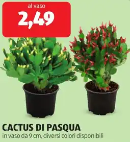 ALDI Cactus di pasqua offerta