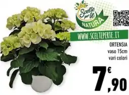 Conad City Ortensia offerta