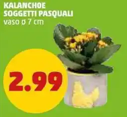 PENNY Kalanchoe soggetti pasquali offerta