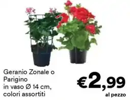 Unes Geranio Zonale o Parigino offerta