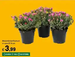 Iper La Grande Mesembrianthemum in vaso Ø14 cm offerta