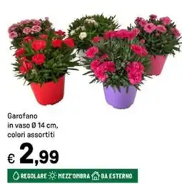 Iper La Grande Garofano in vaso Ø14 cm offerta