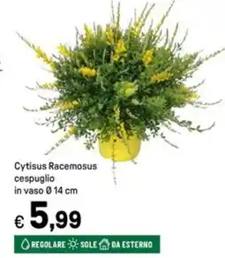 Iper La Grande Cytisus Racemosus cespuglio in vaso Ø14 cm offerta